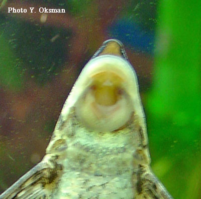 Sturisoma panamense